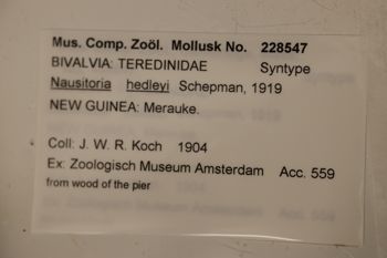 Media type: image;   Malacology 228547 Description: Label.;